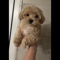 Maltipoo - Both