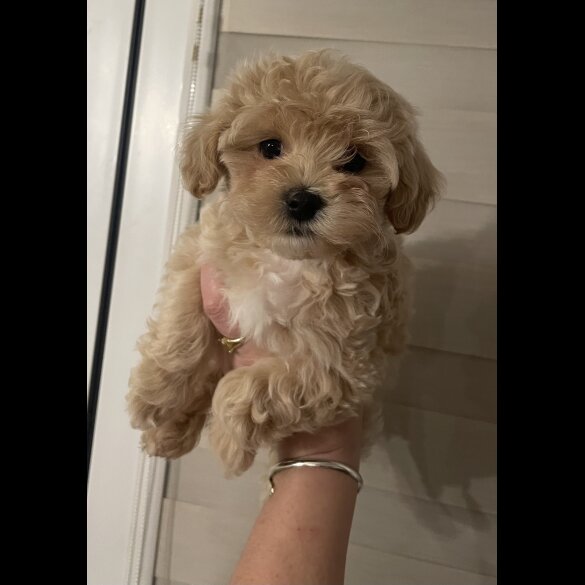 Maltipoo - Both