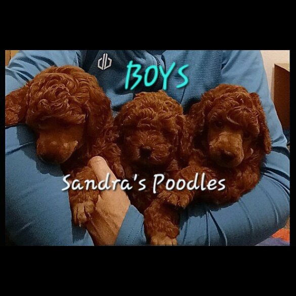 Miniature Poodle - Both