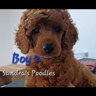Miniature Poodle - Both