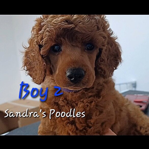 Miniature Poodle - Both