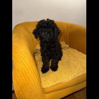 Miniature Poodle - Both