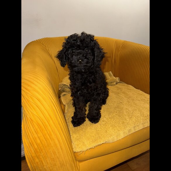 Miniature Poodle - Both