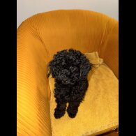 Miniature Poodle - Both