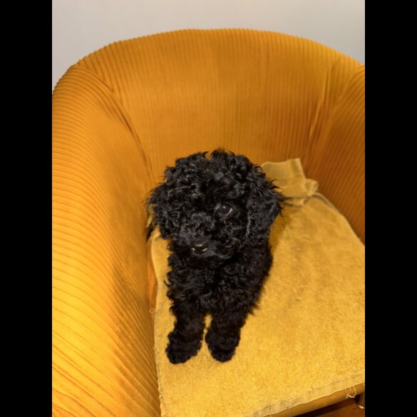 Miniature Poodle - Both