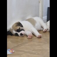 Mixed Breed - Bitches