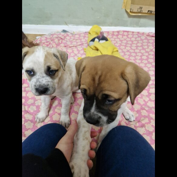 Mixed Breed - Bitches