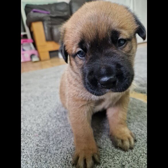 Mixed Breed - Bitches