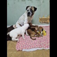 Mixed Breed - Bitches