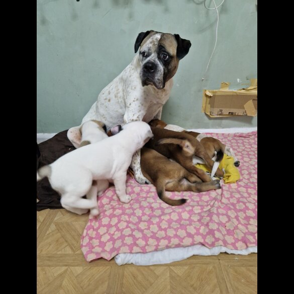 Mixed Breed - Bitches