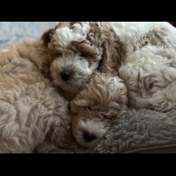 Mixed Breed - Both