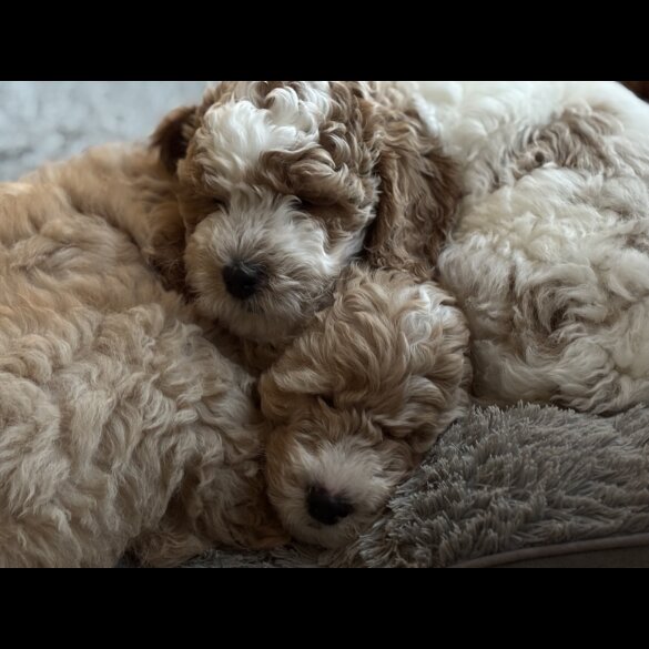 Mixed Breed - Both