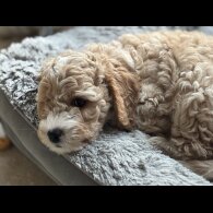 Mixed Breed - Both
