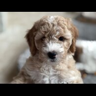 Mixed Breed - Both