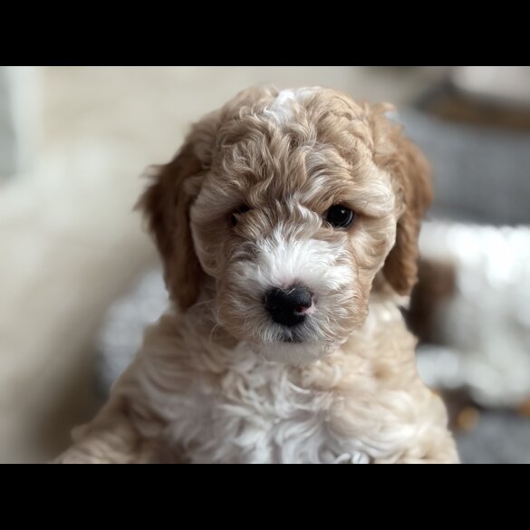 Mixed Breed - Both