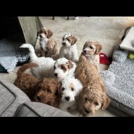 Mixed Breed - Both