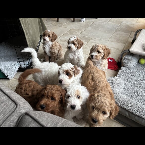 Mixed Breed - Both