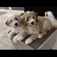 Mixed Breed - Both