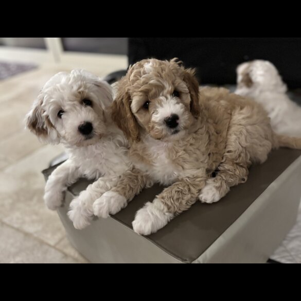 Mixed Breed - Both