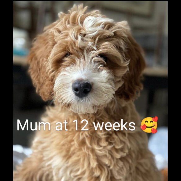 Mixed Breed - Both