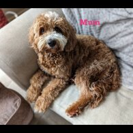 Mixed Breed - Both