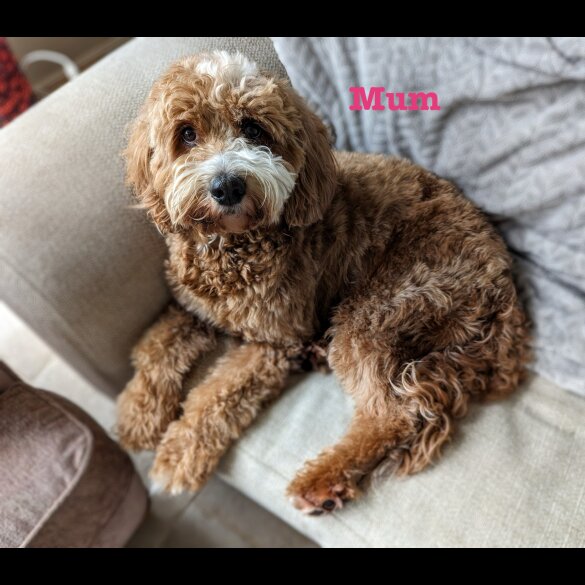 Mixed Breed - Both