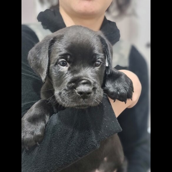 Mixed Breed - Both