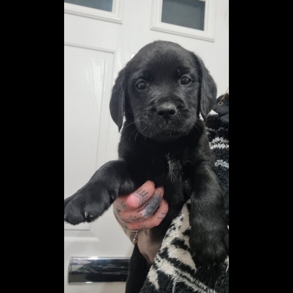 Mixed Breed - Both