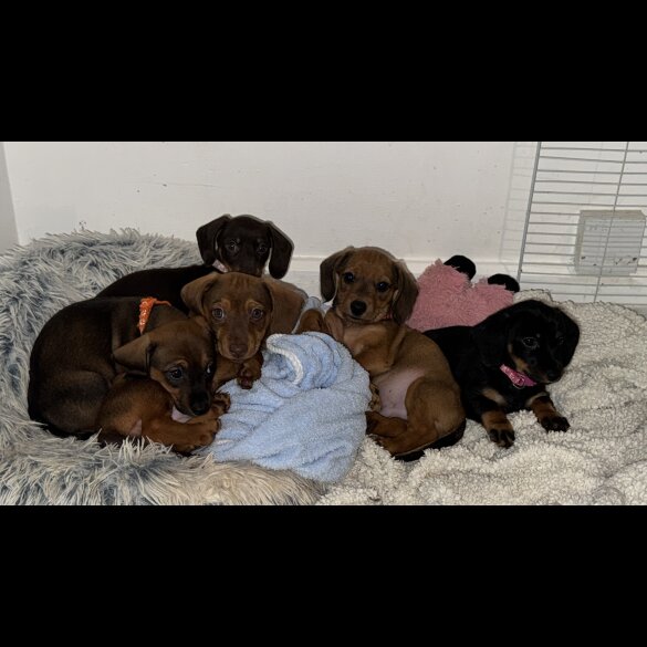 Mixed Breed - Both
