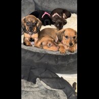 Mixed Breed - Both