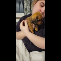 Mixed Breed - Both
