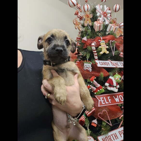 Mixed Breed - Dogs