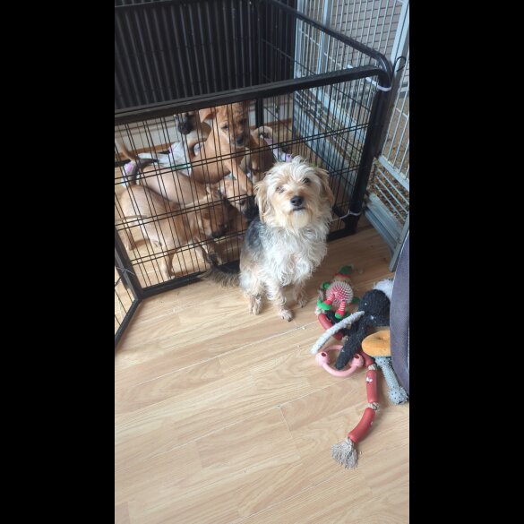 Mixed Breed - Dogs