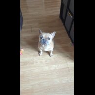 Mixed Breed - Dogs