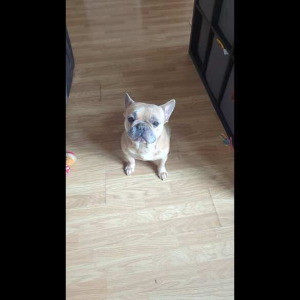 Mixed Breed - Dogs