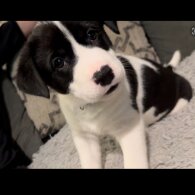 Mixed Breed - Dogs