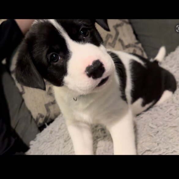Mixed Breed - Dogs