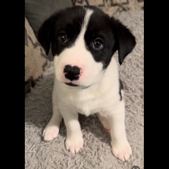 Mixed Breed - Dogs
