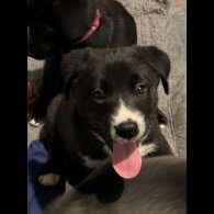 Mixed Breed - Dogs