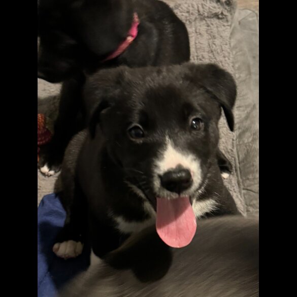 Mixed Breed - Dogs