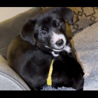 Mixed Breed - Dogs