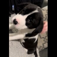 Mixed Breed - Dogs