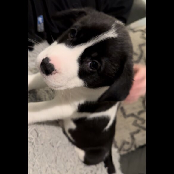 Mixed Breed - Dogs