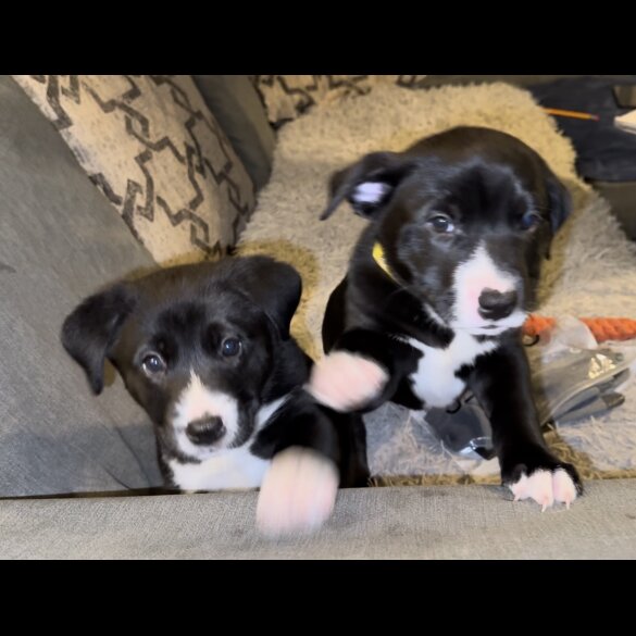 Mixed Breed - Dogs