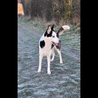 Mixed Breed - Dogs