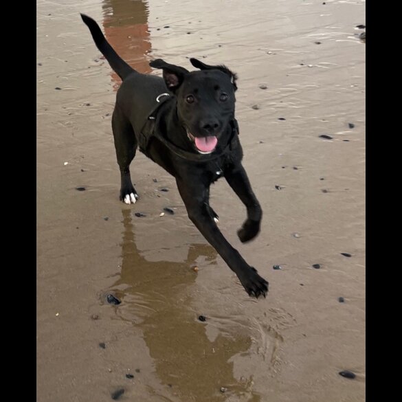 Mixed Breed - Dogs