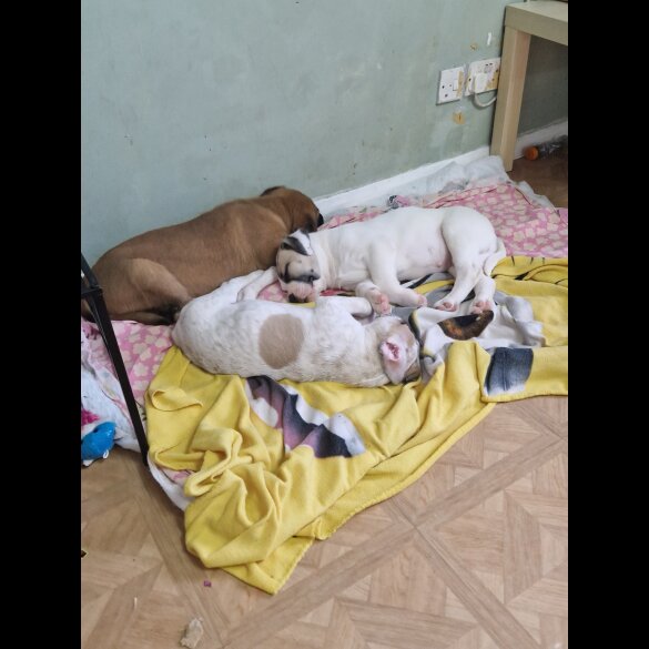 Mixed Breed - Bitches