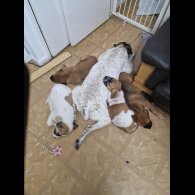 Mixed Breed - Bitches