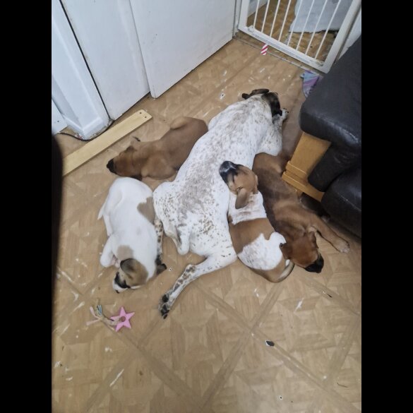 Mixed Breed - Bitches