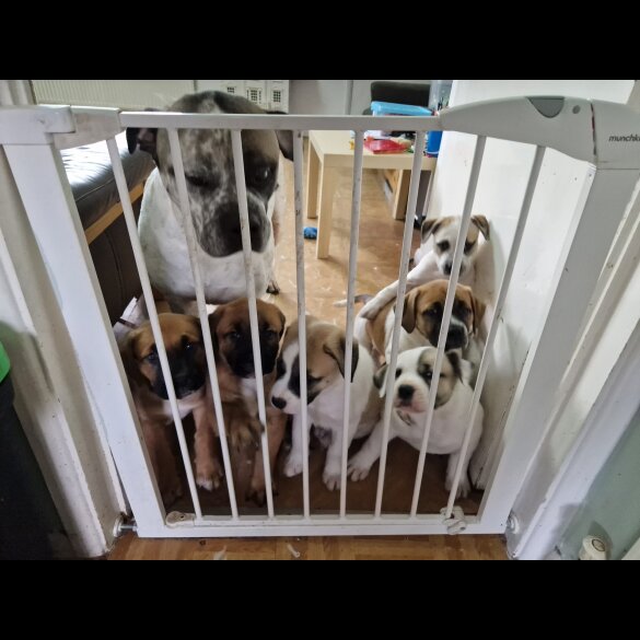 Mixed Breed - Bitches